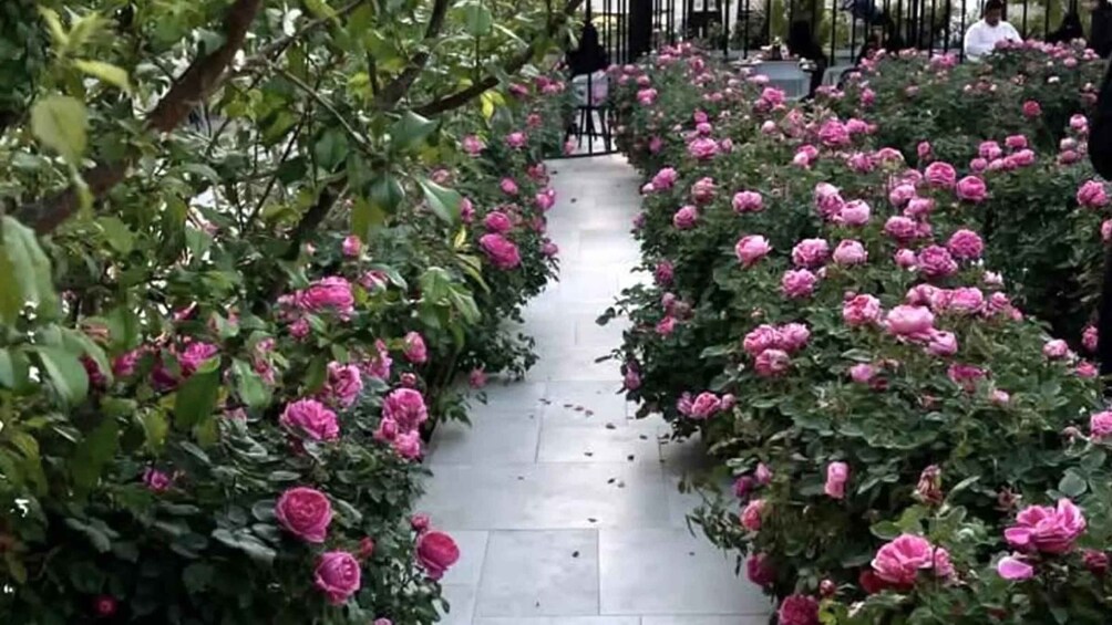 A garden path flanked by dense rows of pink roses. 3