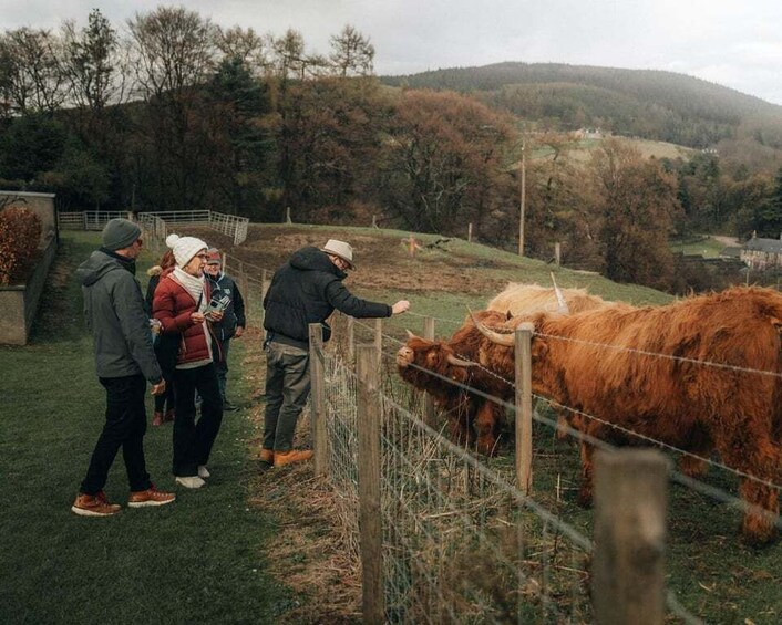 A group of people interacting with a cow in a fenced area with a hilly landscape in the background. 3