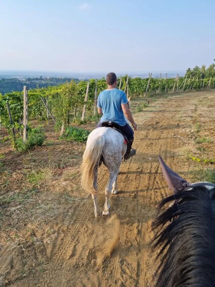A person riding a white horse along a dirt path in a vineyard. 2