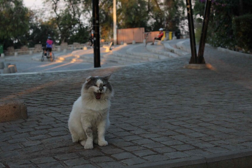 A cat sitting on a paved surface with a blurred background of a park. 5