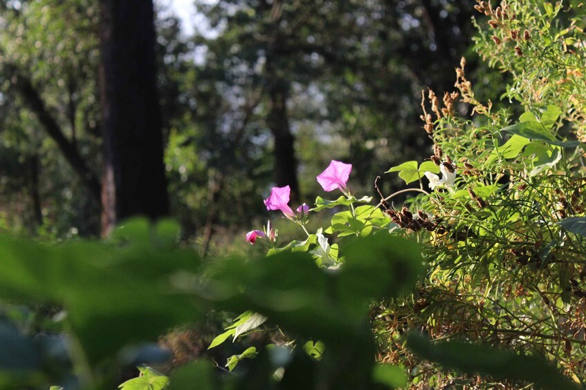 A forest with pink flowers and green foliage. 2