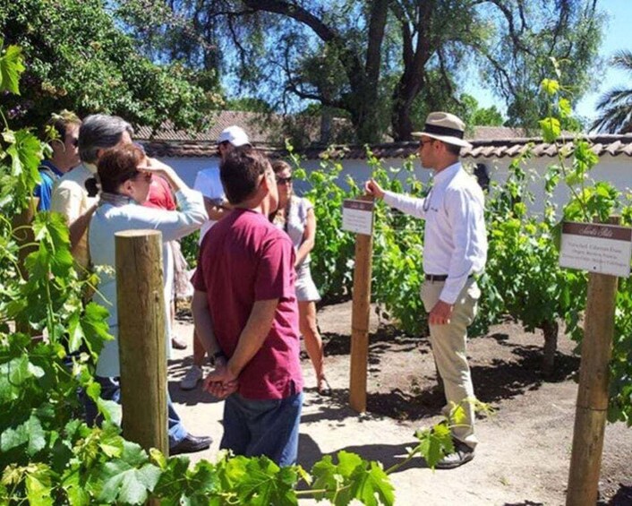 A group of people in a vineyard with a guide explaining the plants. 3