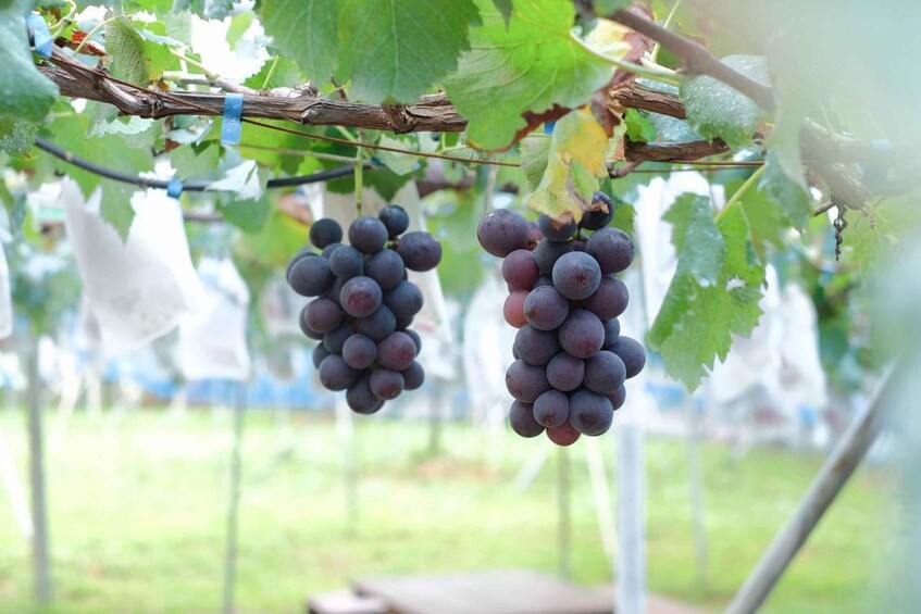 Clusters of dark purple grapes hanging from vine branches in a vineyard. 5