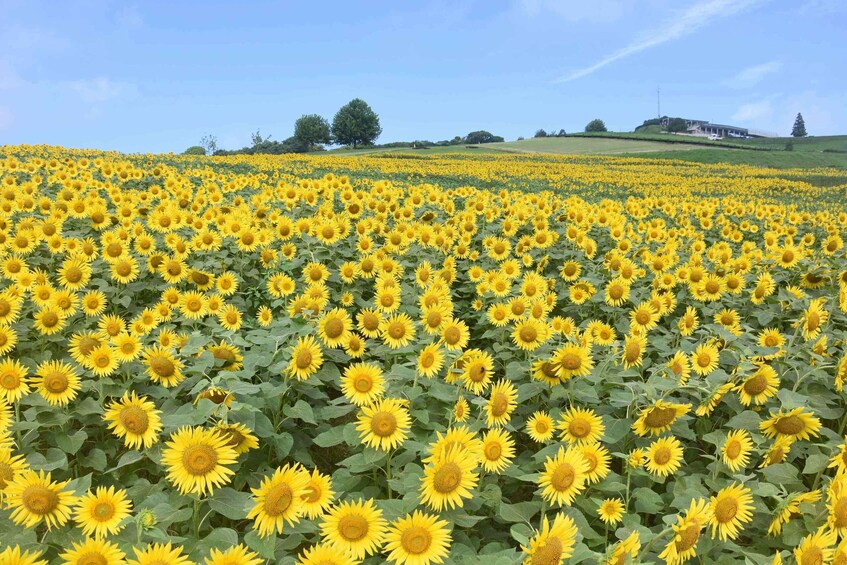 A sunflower field with rolling hills and a distant building. 4