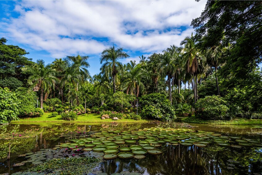A pond with lily pads surrounded by lush greenery and tall palm trees. 2