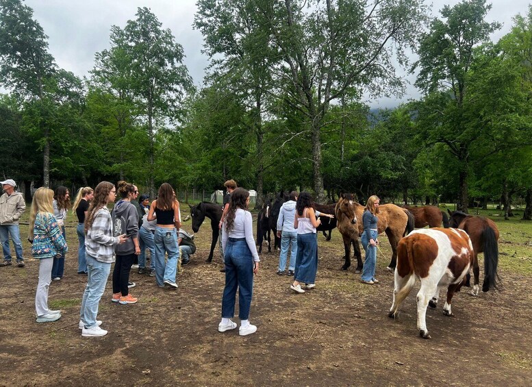 A group of people standing in a field with horses. 3