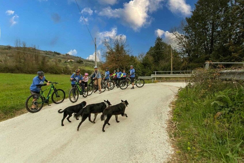 A group of cyclists on a rural road with dogs crossing. 2