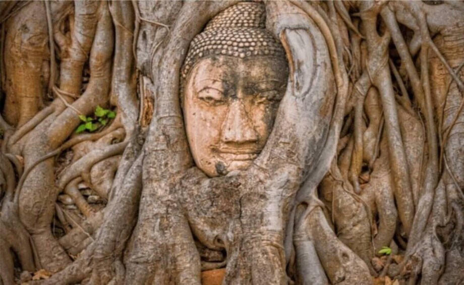 A Buddha statue partially covered by intertwining tree roots. 1