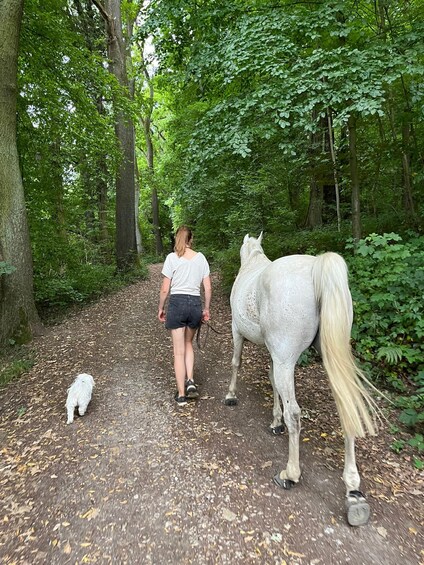 Picture 8 for Activity Horse Walk & Nervous System Reset-Three country point Aachen 3