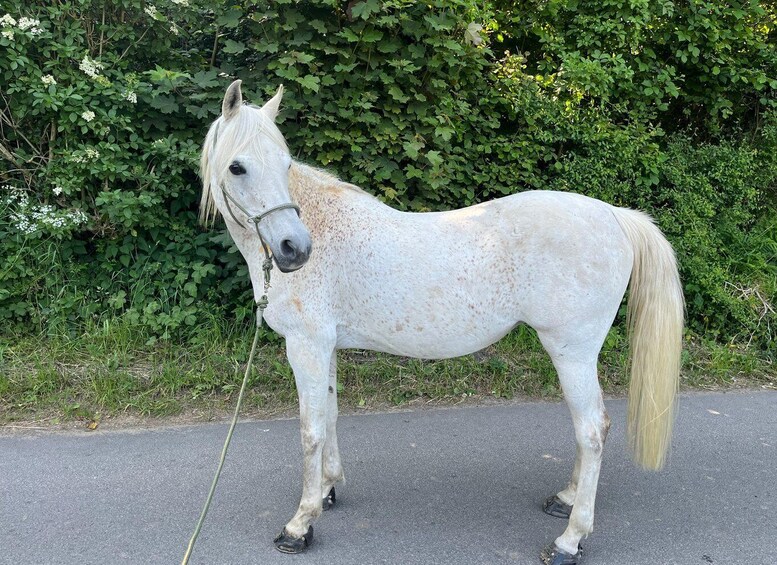 Picture 9 for Activity Horse Walk & Nervous System Reset-Three country point Aachen 2