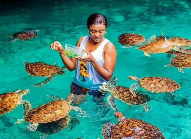 A person surrounded by sea turtles in clear water. 2