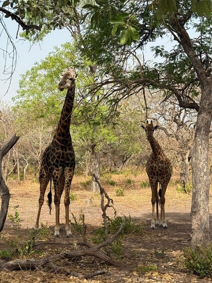 Two giraffes standing near a tree in a dry, open landscape. 3