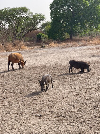 Three animals grazing in a dry, open field with sparse trees in the background. 2