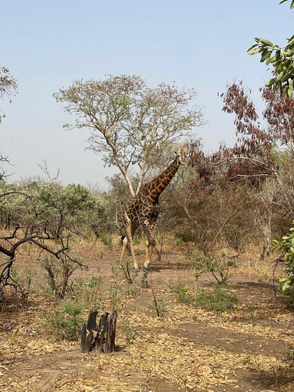 A giraffe in a dry savanna with sparse trees and a dirt ground. 1