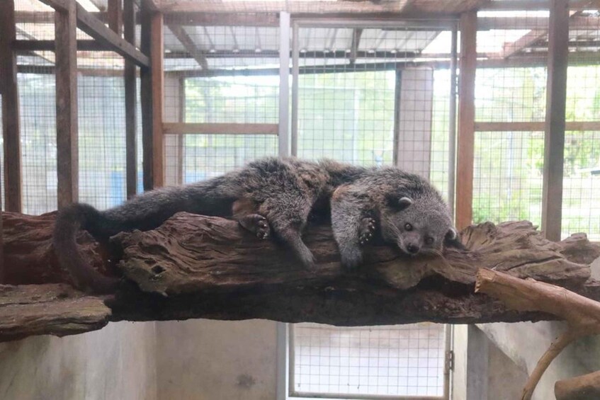 Two bears resting on a wooden log inside a zoo enclosure. 5