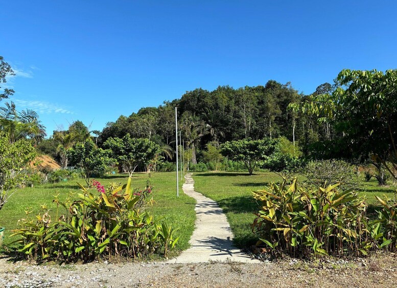 A pathway leading through a lush garden with diverse vegetation and a dense forest in the background. 4
