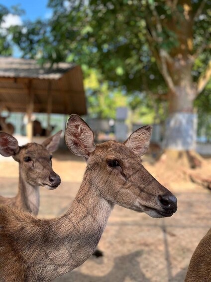 Two deer in a fenced area with trees and a wooden structure in the background. 1