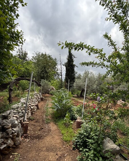 A garden path flanked by stone walls and various plants, leading to a tall tree. 4