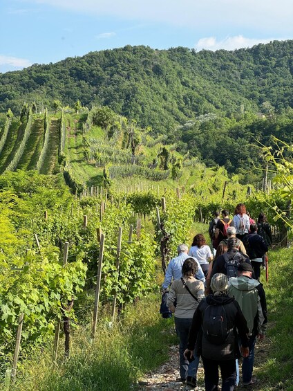 A group of people walking through a vineyard with rows of grapevines and a forested hill in the background. 5