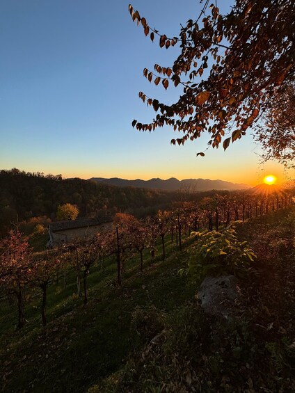 A vineyard at sunset with a clear sky and distant mountains. 1