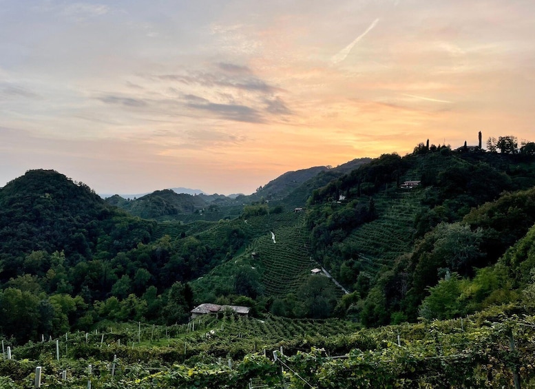 A vineyard with terraced fields and a small house on a hill. 4
