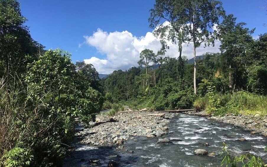 A river flowing through a forested area with trees and rocks. 1