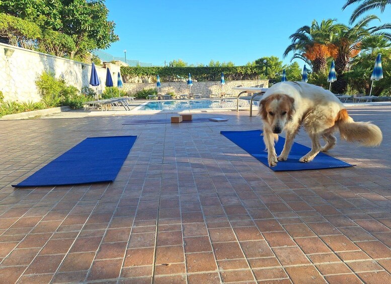 A dog on a blue mat by a pool with umbrellas and palm trees. 1