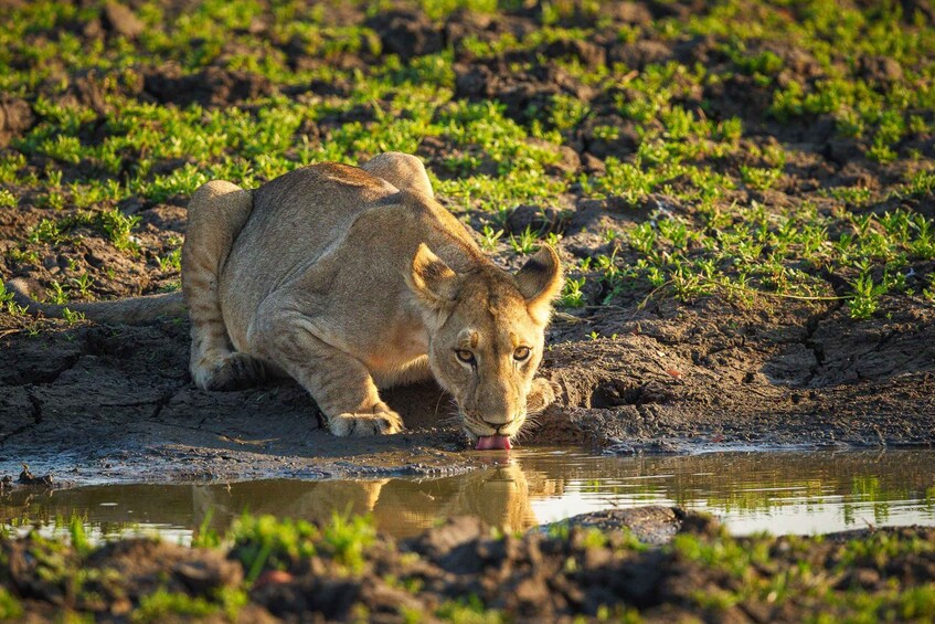 A lioness drinking water from a puddle in a savannah landscape. 3