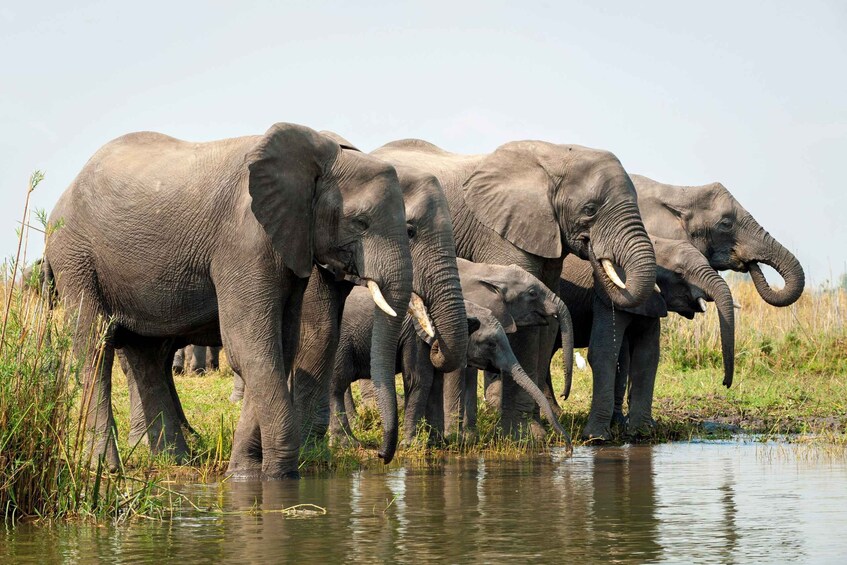 A group of elephants standing by a water body. 4