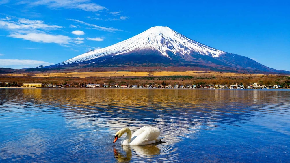 A swan on a lake with a mountain in the background. 1