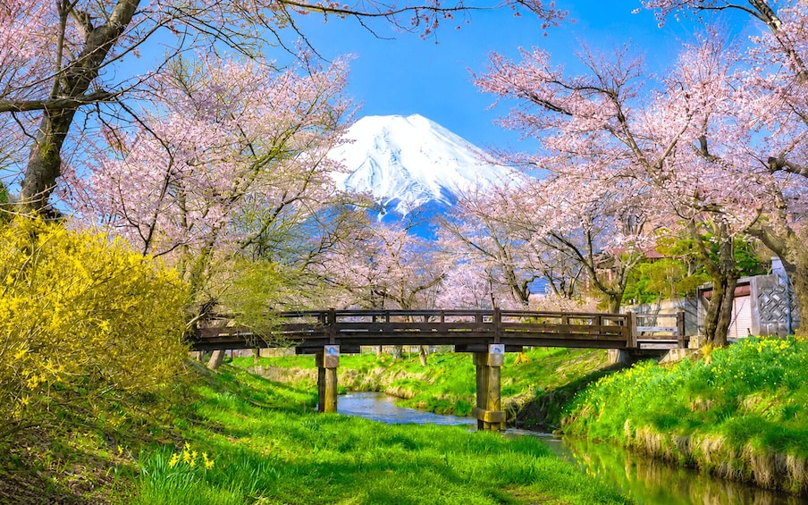 Picture 13 for Activity Tokyo: Mt. Fuji Kawaguchi Highlights 25-Person Minibus Tour 4