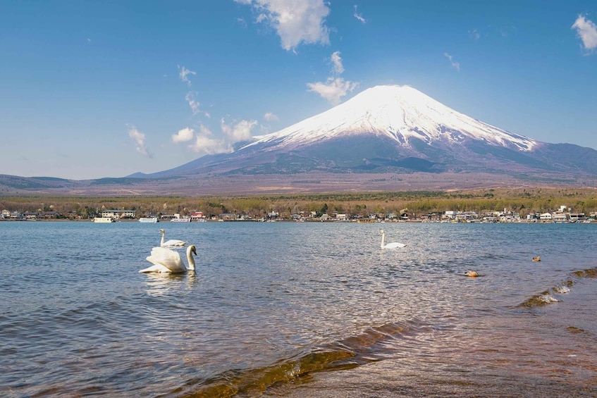 A lake with swans, a snow-capped mountain, and a town in the background. 4