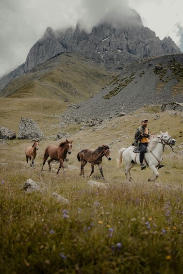 A person riding a white horse with three brown horses in a grassy field with mountains in the background. 2