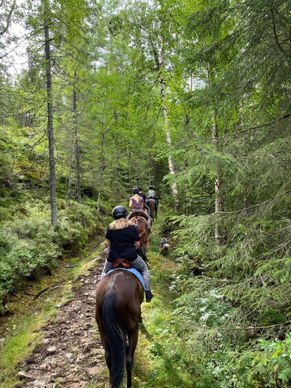 A group of people horseback riding through a forested trail. 3