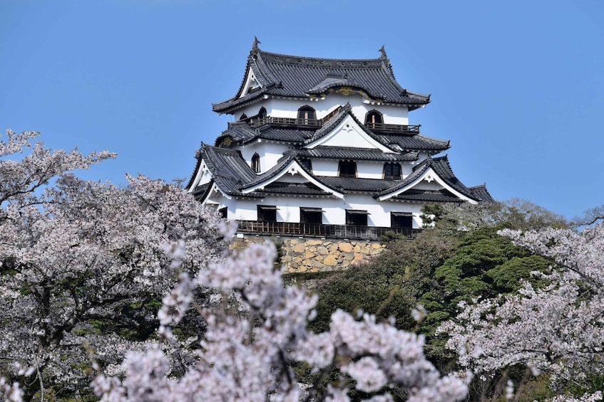 A traditional Japanese castle with multiple tiers, surrounded by cherry blossom trees. 5