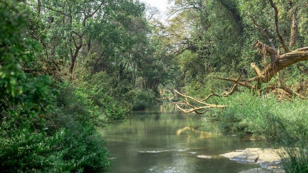 A river surrounded by dense greenery and a fallen tree. 1