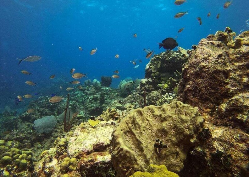 An underwater coral reef with various fish species and a diver's line. 5