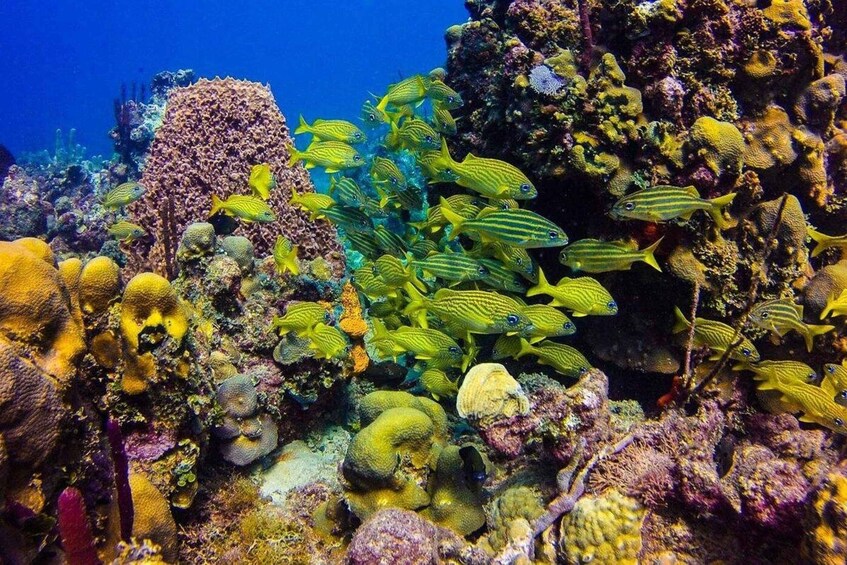 A vibrant coral reef with yellow-striped fish and diverse coral formations. 4
