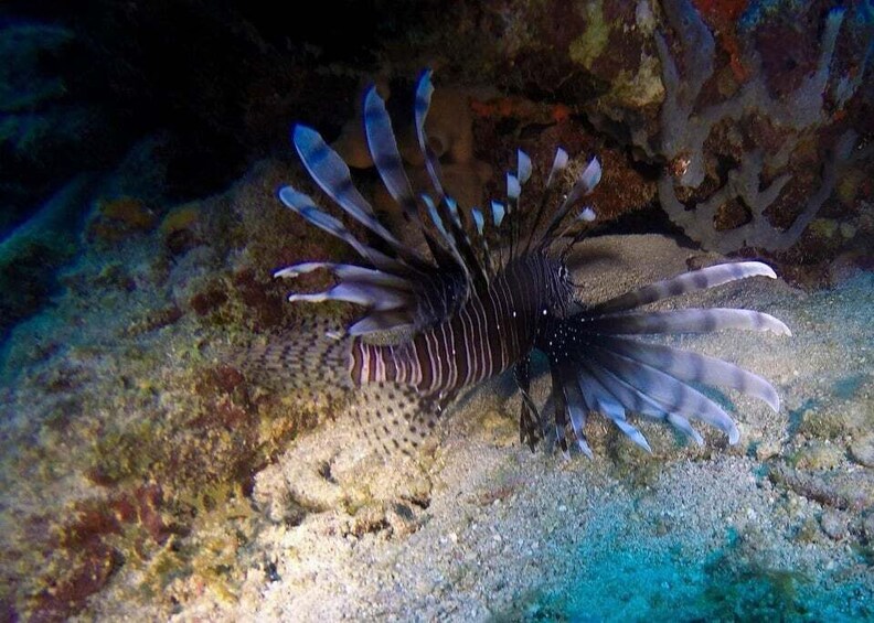 A lionfish with distinctive blue and white stripes on a sandy seabed with coral formations. 3