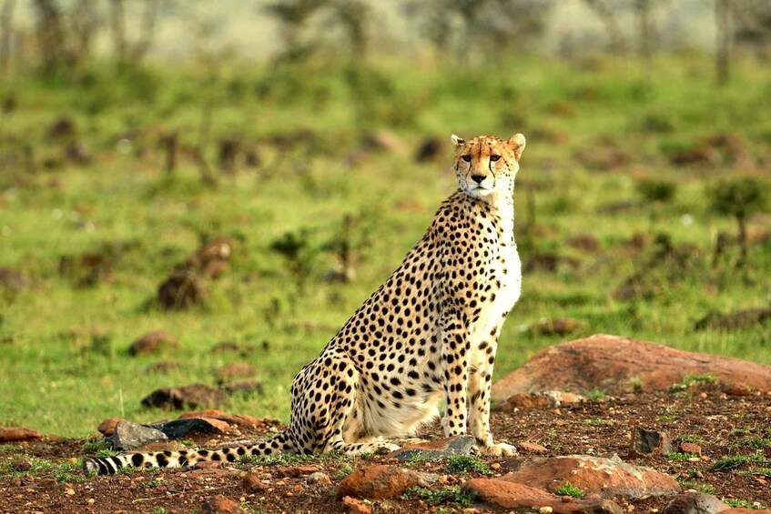 Picture 2 for Activity Tsavo East & Salt Lick Safari Lodge 3-Day Tour from Mombasa 2