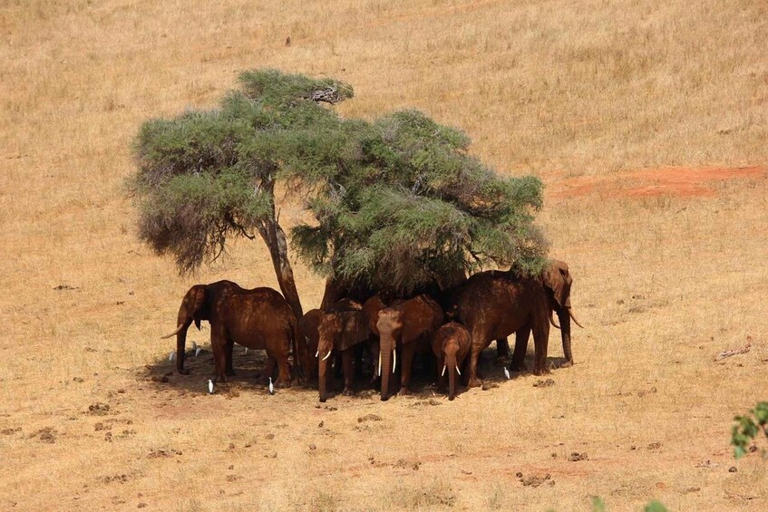 Tsavo East & Salt Lick Safari Lodge 3-Day Tour from Mombasa 1