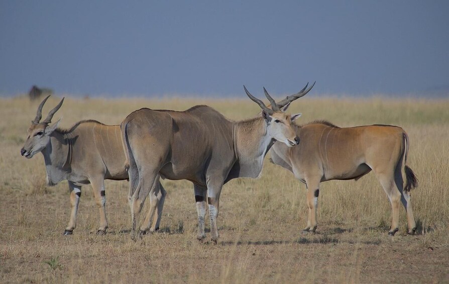 Picture 3 for Activity Tsavo East & Salt Lick Safari Lodge 3-Day Tour from Mombasa 3