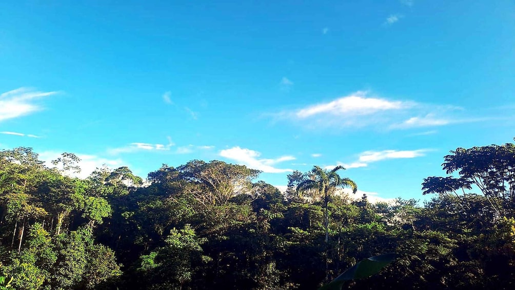 A dense forest with a clear blue sky. 2