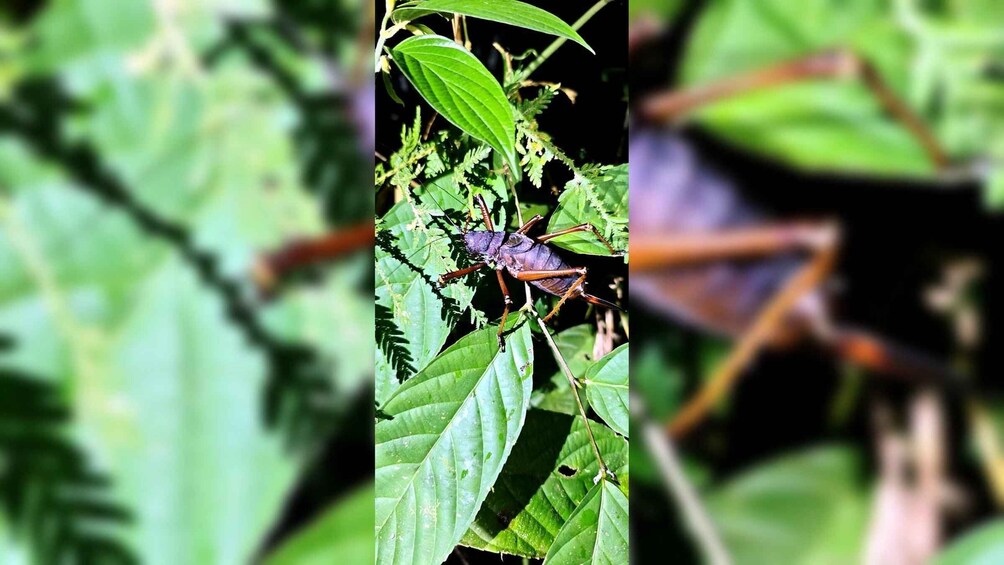 A close-up of a green insect on a leaf. 4