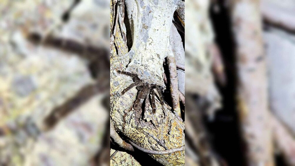 A large spider on a tree trunk. 3
