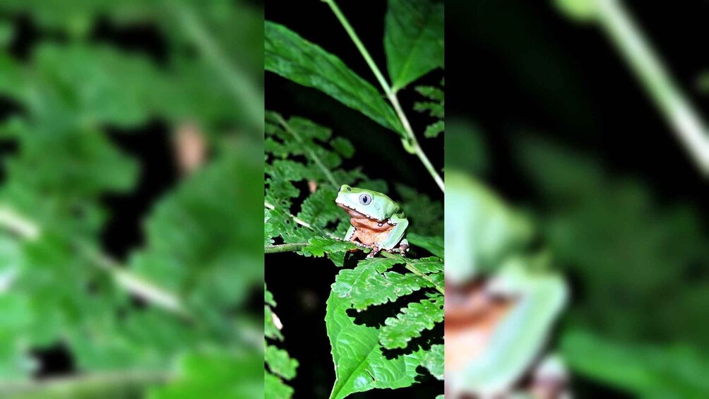 A green frog on a leaf. 5