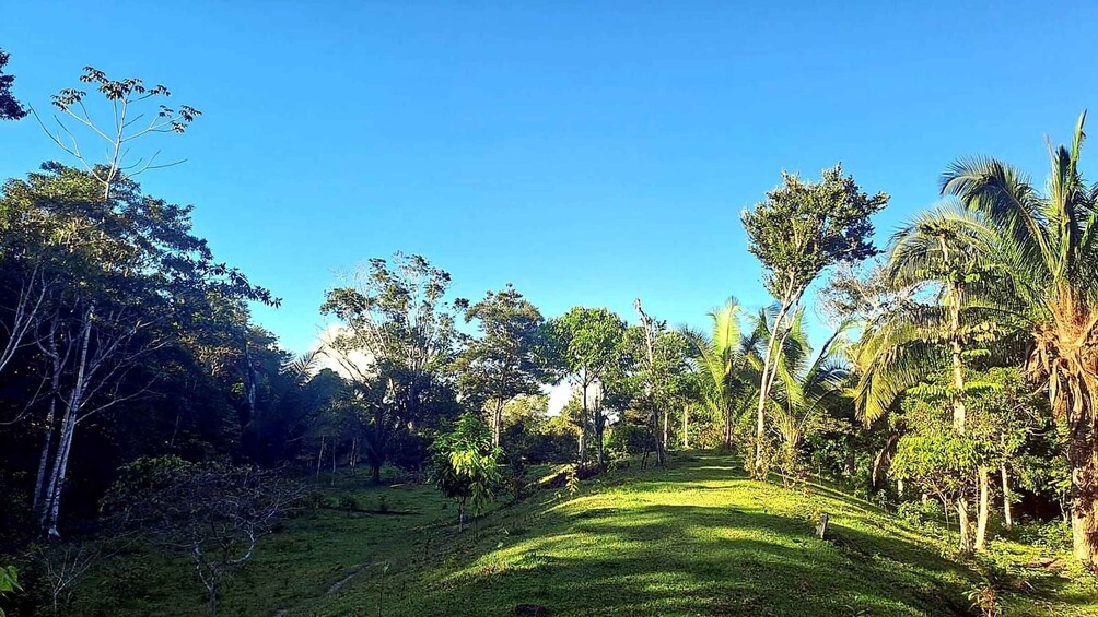 A lush green landscape with a variety of trees and a clear blue sky. 1