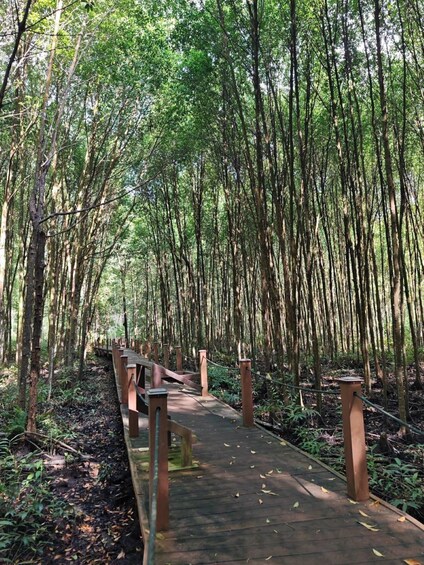 A wooden boardwalk through a bamboo forest. 5