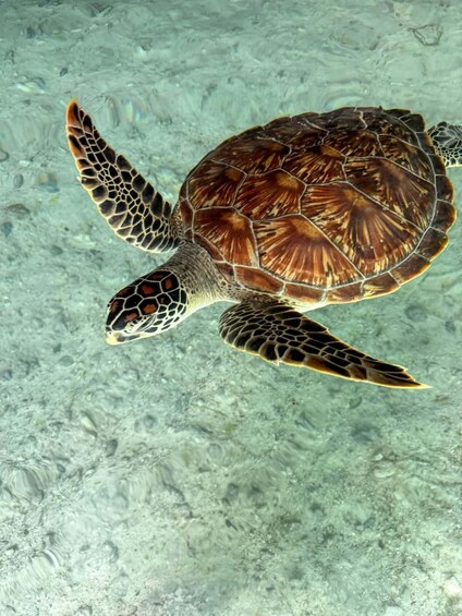 Picture 3 for Activity Salam Cave Zanzibar: Swim with Turtles + Entry Fee 3