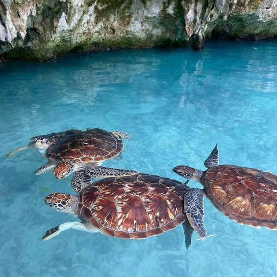 Picture 1 for Activity Salam Cave Zanzibar: Swim with Turtles + Entry Fee 5